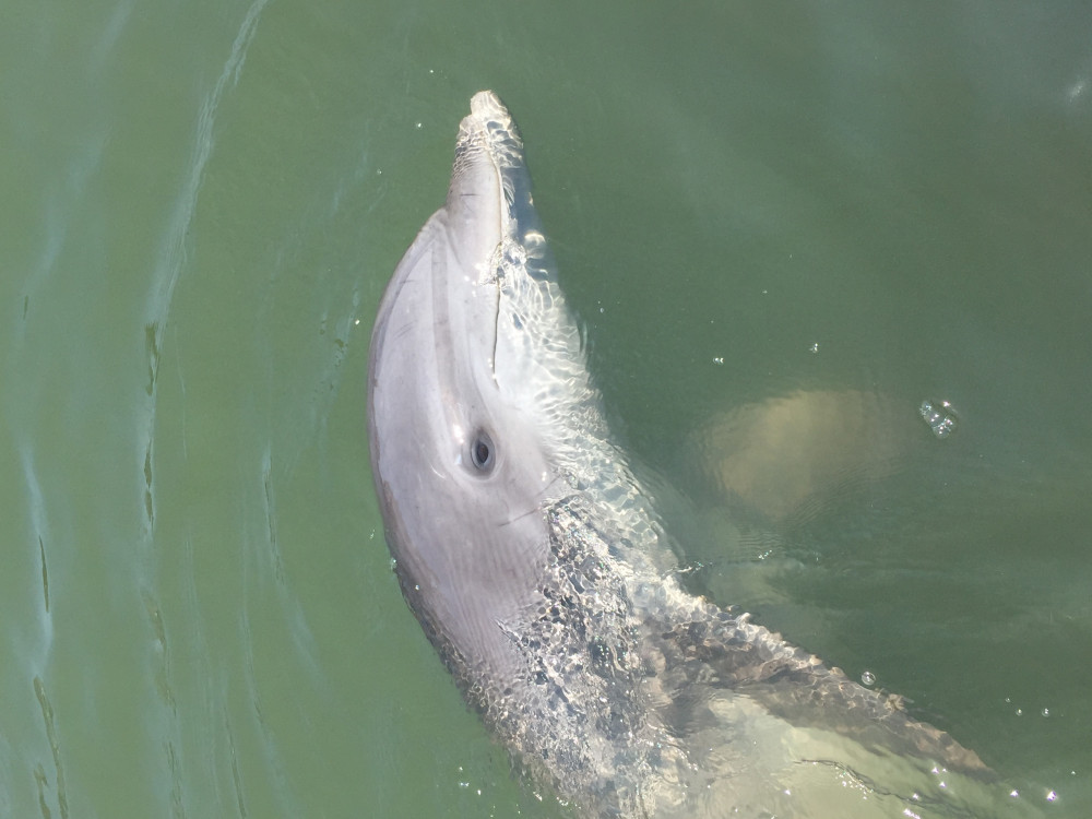 2 Hour Dolphin Watching Tour with Disappearing Island Hilton Head