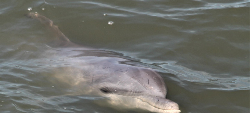 Private Hilton Head Dolphin Tour
