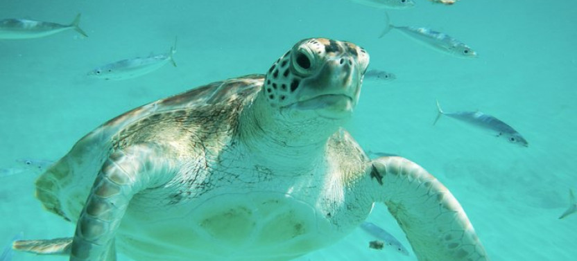 Explore And Discover Barbados By Land & By Sea