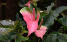 Beautiful Barbados Tours and Excursions Ltd3
