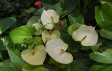 Beautiful Barbados Tours and Excursions Ltd25