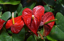 Beautiful Barbados Tours and Excursions Ltd35