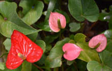 Beautiful Barbados Tours and Excursions Ltd40