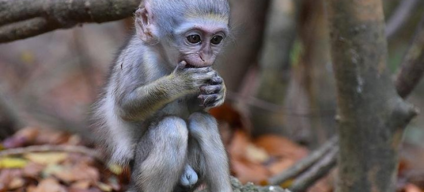 Monkey Feeding Experience