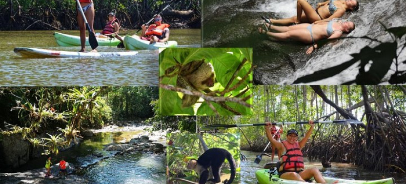 Mangrove Kayaking Adventure