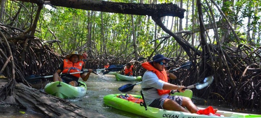 Mangrove Kayaking Adventure