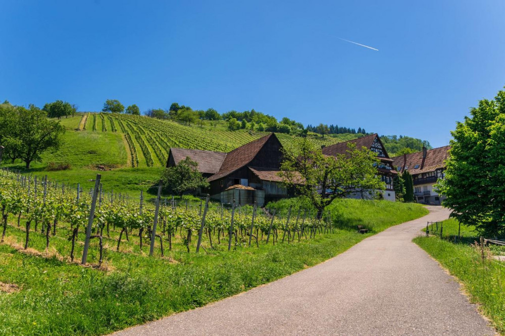 The German Wine Route Private Full Day Trip From Strasbourg