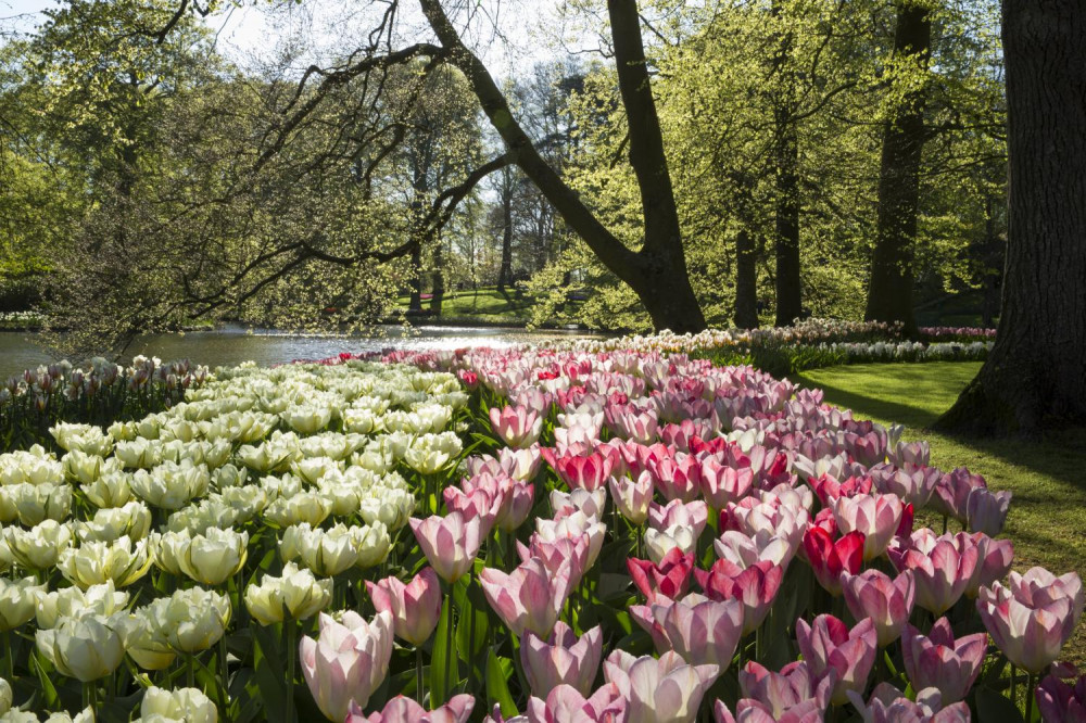 Keukenhof Tour with Guide on Bus - Amsterdam | Project Expedition