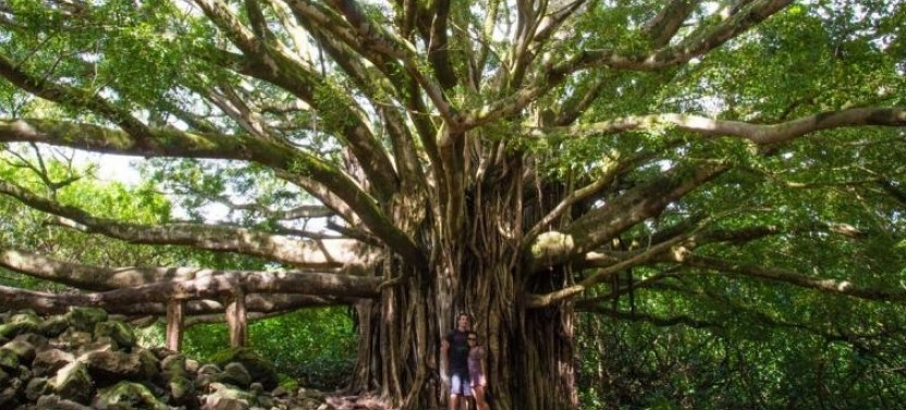 Ultimate Hana Full Day Adventure Hiking Tour