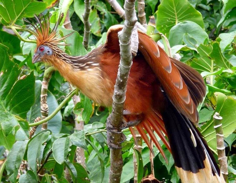 Pacaya-samiria National Reserve