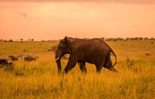 12 Day Serengeti Safari & Zanzibar Small Group Trip