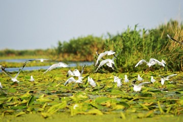 A picture of 2 Day Tour - The Danube Delta & Black Sea