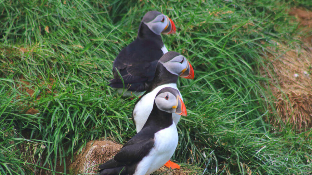 Small Group Puffins & Elves Excursion