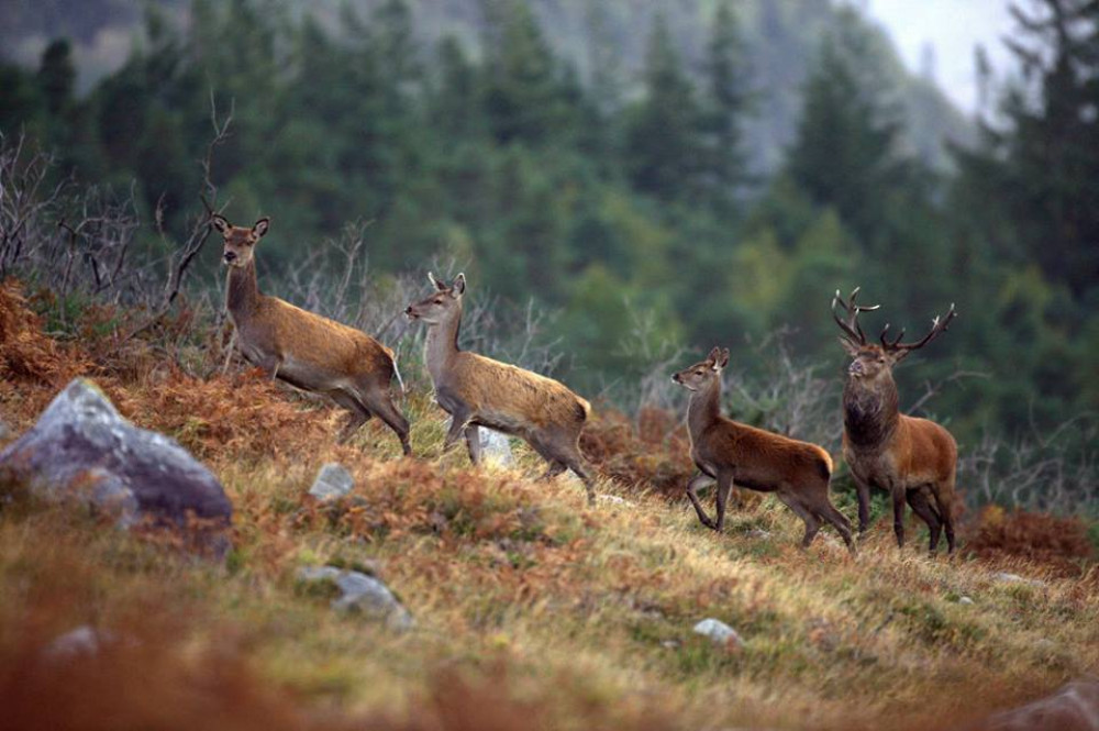 Private Guided Wild Red Deer Viewing Safari From Galway