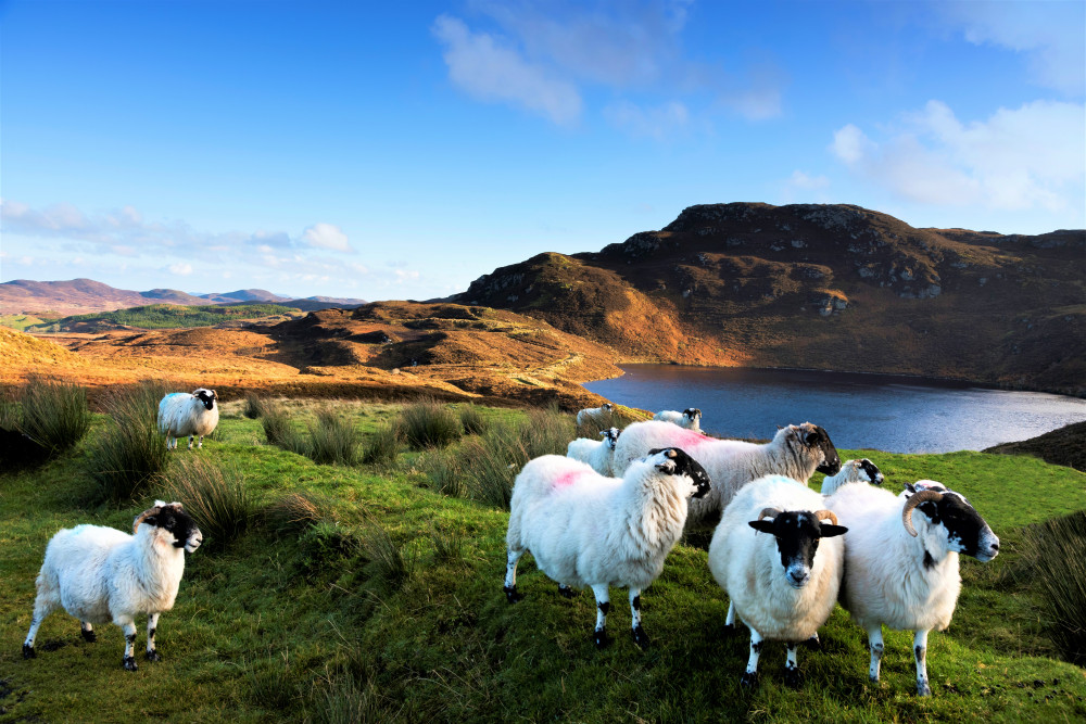 Private Guided Castles Of Connemara Tour Departing From Galway