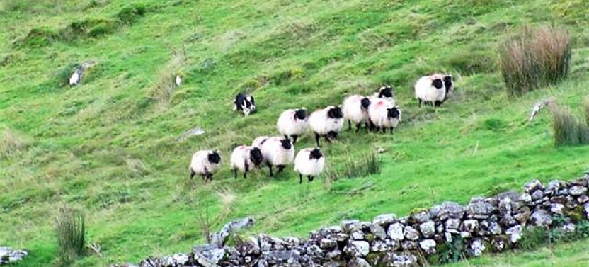 Visit A Working Sheep Farm With Sheepdog Demo. County Galway