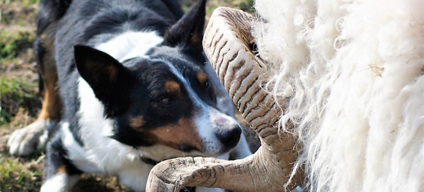 Visit A Working Sheep Farm With Sheepdog Demo. County Galway