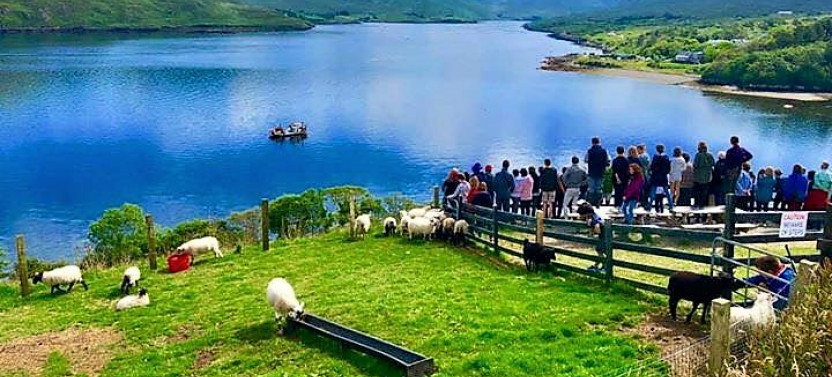 Visit A Working Sheep Farm With Sheepdog Demo. County Galway