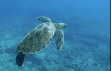 Kauai Sea Tours6