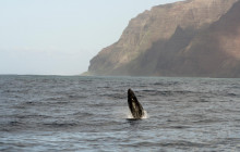 Kauai Sea Tours3