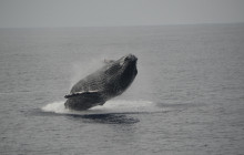 Kauai Sea Tours4