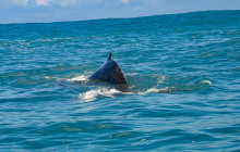 Kauai Sea Tours6