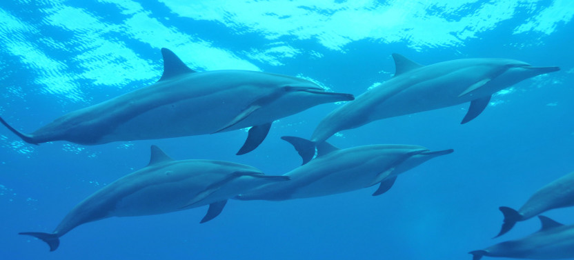 Swim with Dolphins Speedboat Snorkel Tour