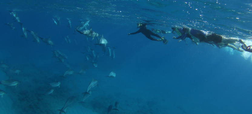 Swim with Dolphins Speedboat Snorkel Tour