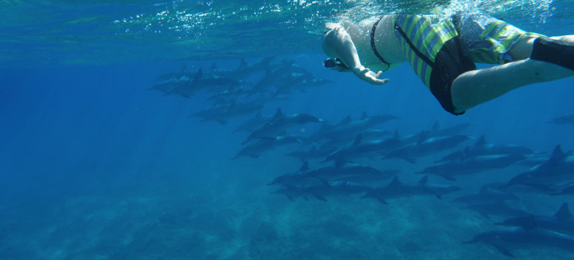Swim with Dolphins Speedboat Snorkel Tour
