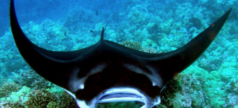 Swim with Manta Rays in Kailua-Kona!