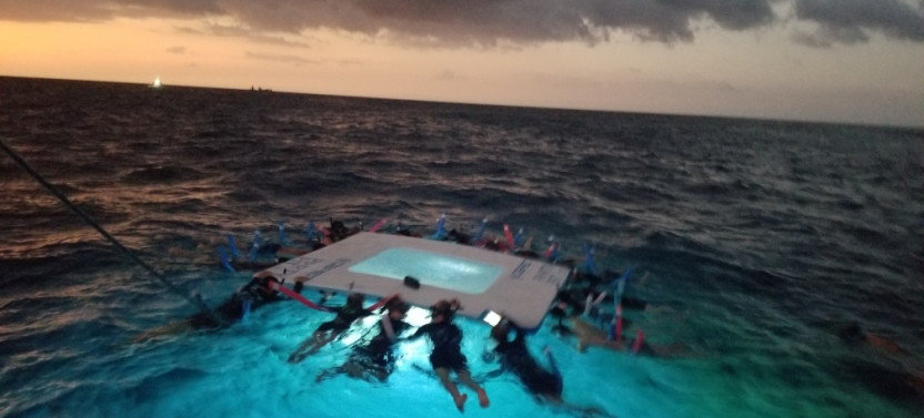 Swim with Manta Rays in Kailua-Kona!