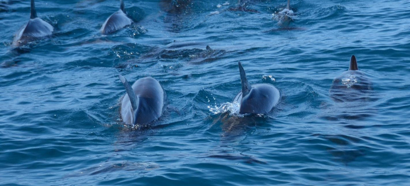Kona: 3 hour Dolphin Watch, Double Snorkel, & BBQ Lunch
