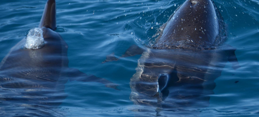 Kona: 3 hour Dolphin Watch, Double Snorkel, & BBQ Lunch