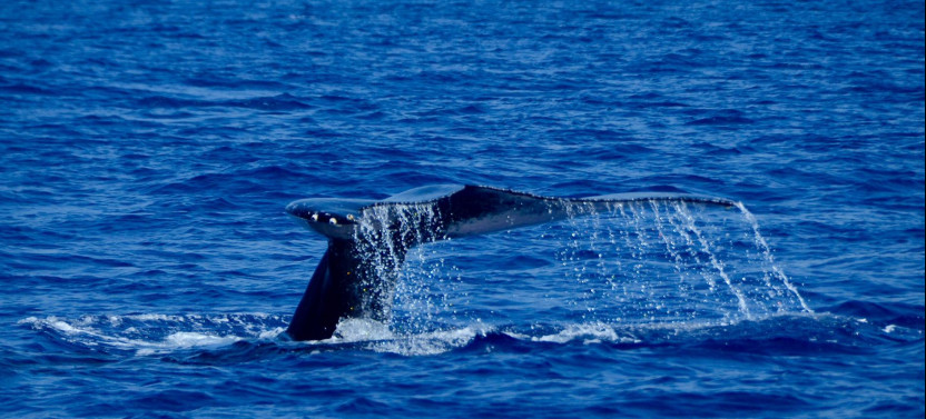 Kona: 3 hour Dolphin Watch, Double Snorkel, & BBQ Lunch
