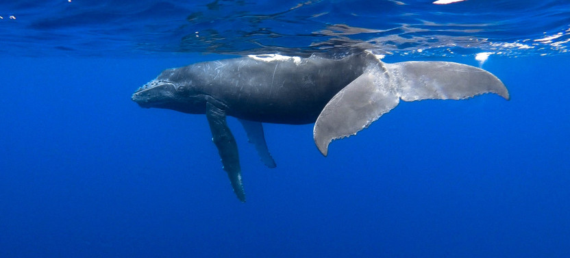 Kona Whale Watching