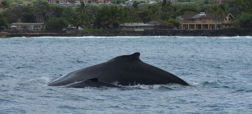 Kona Whale Watching