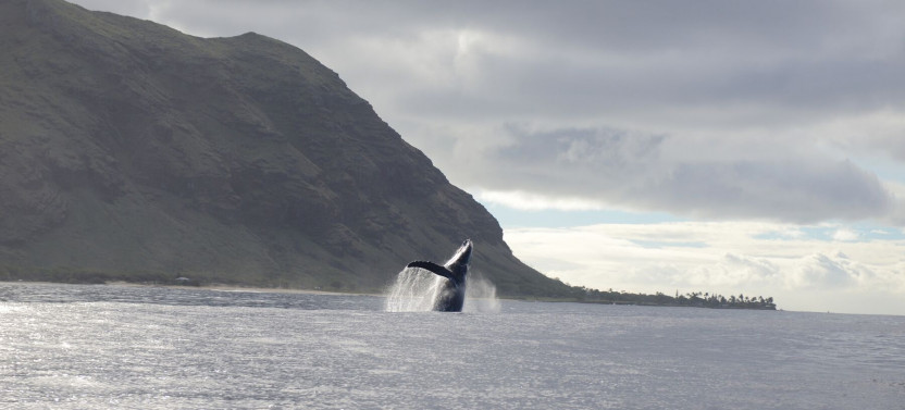 Kona Whale Watching