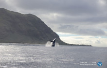 Iruka Hawaii Dolphin - Kona