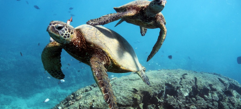 Waikiki Turtle Canyon Snorkeling with Hula & Complimentary Soft Drinks