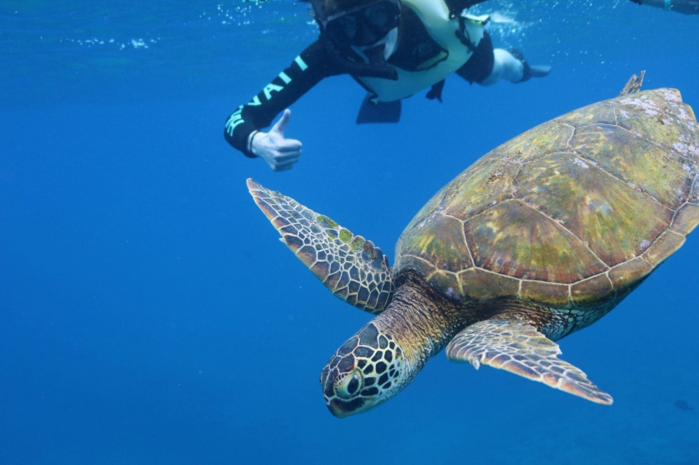 Turtle Snorkeling with Marine Life