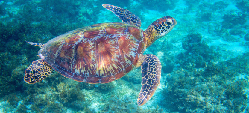 Waikiki Turtle Canyon Snorkeling and Swim