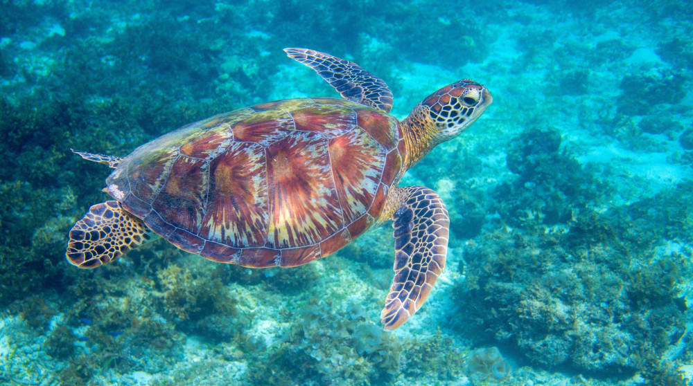 Waikiki Turtle Canyon Snorkeling and Swim