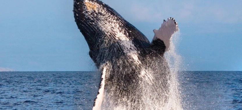 West Oahu Whale Watch Catamaran Cruise