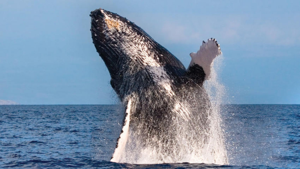 West Oahu Whale Watch Catamaran Cruise