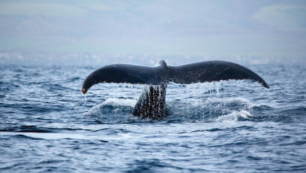 Waikiki Whale Watch Catamaran Cruise without Shuttle