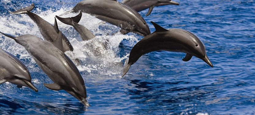 West Oahu Dolphin Snorkel + Catamaran Sail
