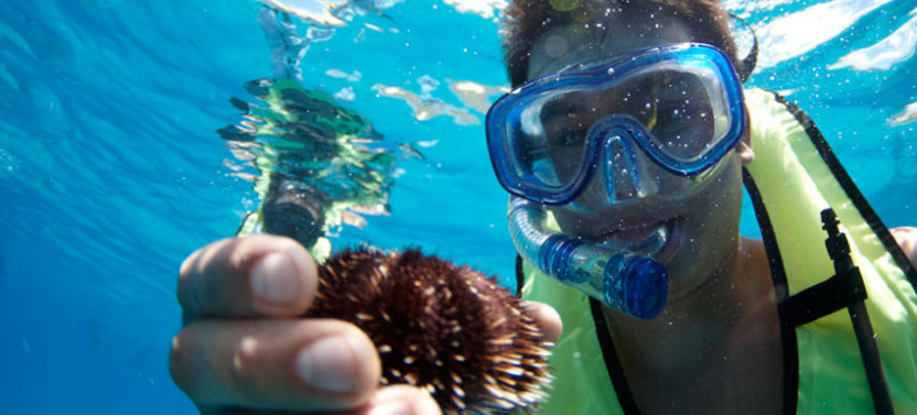 Morning Turtle Snorkel - Catamaran without Shuttle