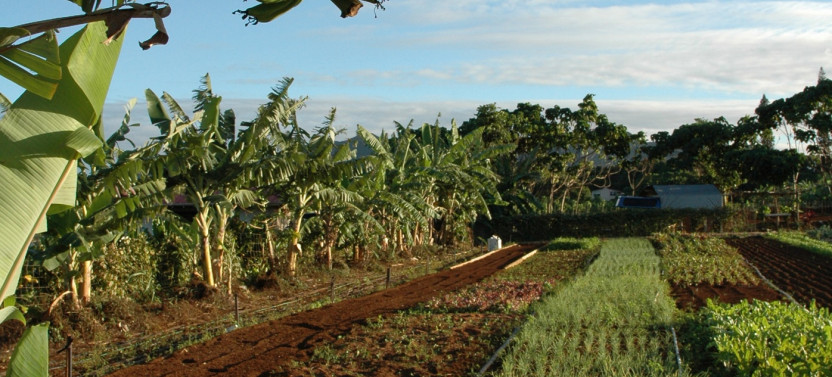 Kauai Waterfall, Plantation and Train Ride