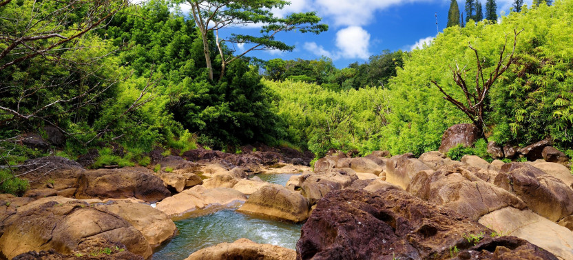 Private Bamboo Forest Trek with Hotel Pick Up