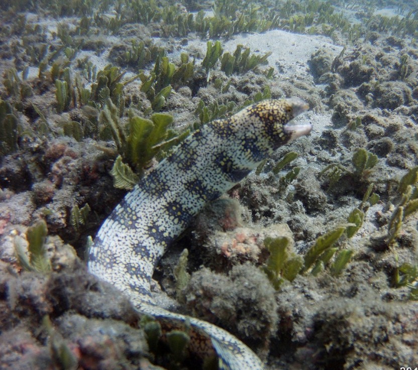 Private ½ Day Snorkeling Tour